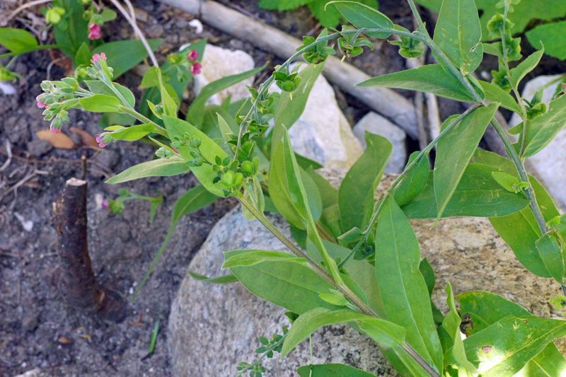 Cynoglossum creticum